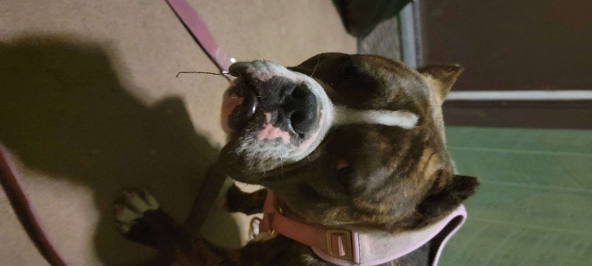 Shy is registered to the contest to win money with this photo: boston_terrier, bulldog, canidae, carnivore, collar, companion_dog, dog, dog_breed, dog_collar, ear, fawn, french_bulldog, fur, molosser, non_sporting_group, snout, sporting_group, toy_dog, whiskers, working_animal