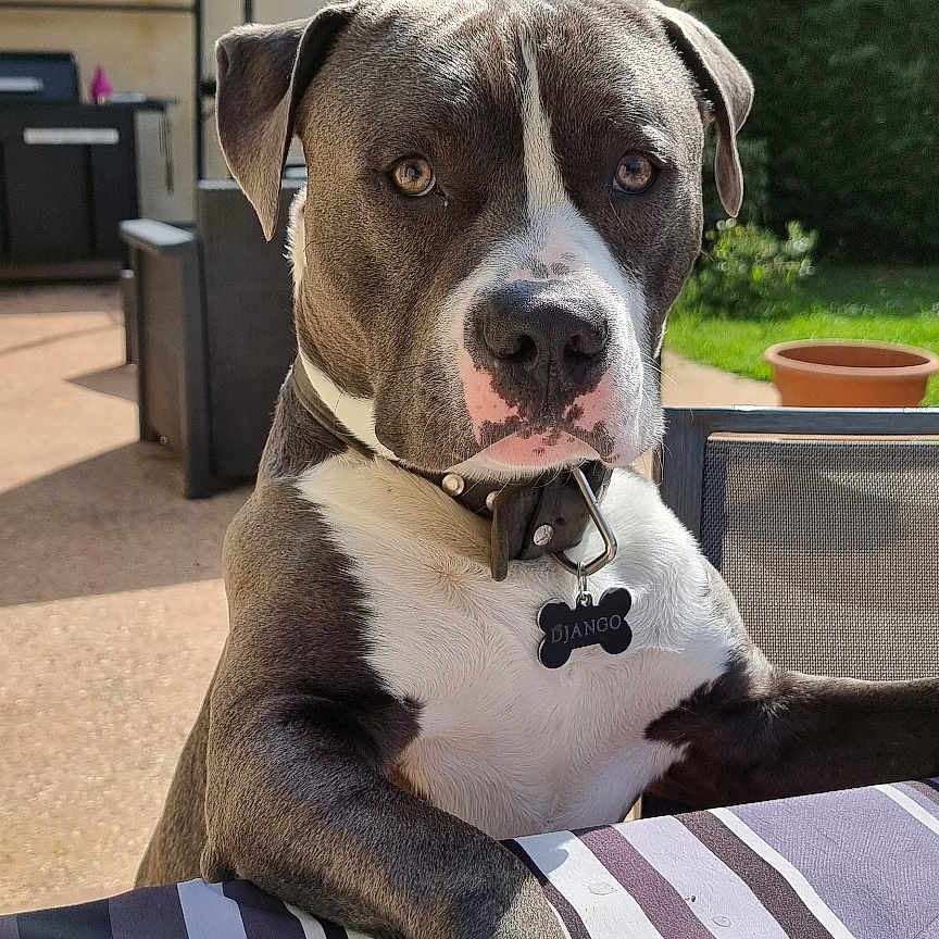 Django participe au concours pour gagner de l'argent avec cette photo : animal, architecture, boxer, building, bulldog, canine, computerhardware, couch, dog, electronics, furniture, hardware, hound, monitor, outdoors, pet, pitbull, puppy, screen, shelter