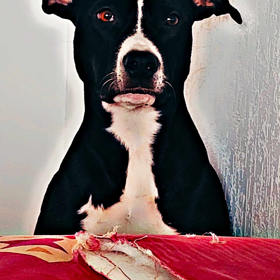 Lily