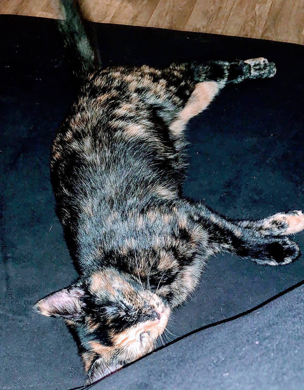 Reign joined the competition — help win amazing prizes! asphalt, canidae, carnivore, claw, dog_breed, domestic_short_haired_cat, eye, felidae, fur, paw, road_surface, small_to_medium_sized_cats, sporting_group, tail, terrestrial_animal, whiskers