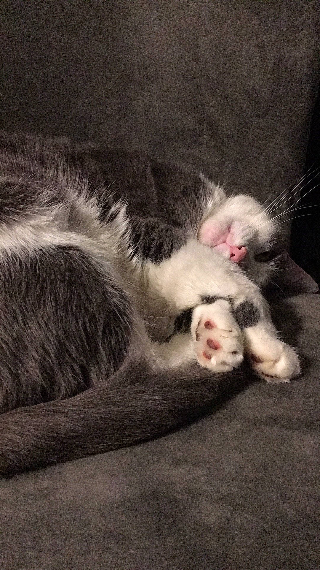 Reign is registered to the contest to win money with this photo: canidae, carnivore, cat, claw, cloud, comfort, companion_dog, dog_breed, domestic_short_haired_cat, felidae, fur, grey, nap, paw, sky, small_to_medium_sized_cats, sporting_group, tail, whiskers, yawn