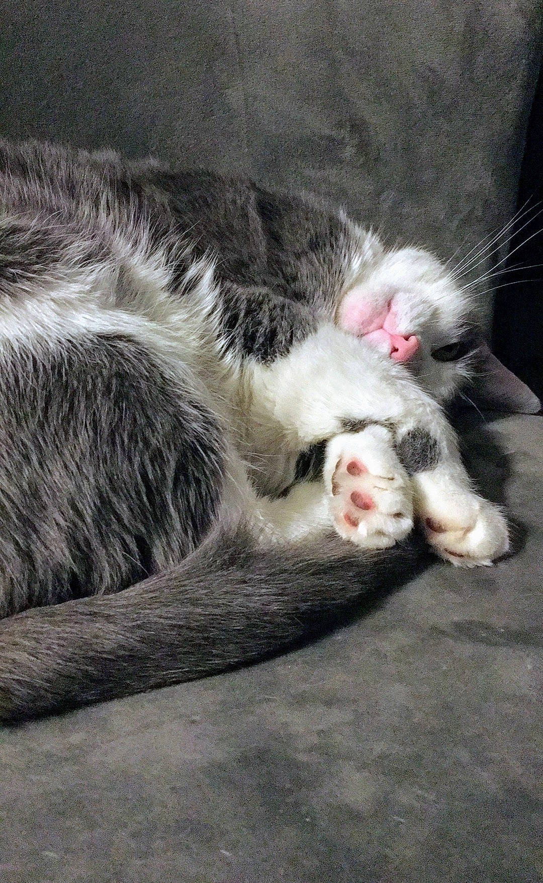 Mittens is registered to the contest to win money with this photo: canidae, carnivore, cat, claw, comfort, dog_breed, domestic_short_haired_cat, felidae, foot, fur, grey, nap, paw, sleep, small_to_medium_sized_cats, snout, sporting_group, tail, whiskers, yawn