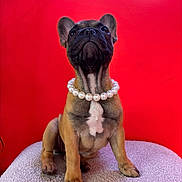 Paillette participe au concours pour gagner de l'argent avec cette photo : adorable, animal, cute, dog, ears, french_bulldog, fur, furniture, indoor, looking_up, paws, pearl_necklace, pet, portrait, puppy, red_background, sitting, small_dog, snout, young_dog