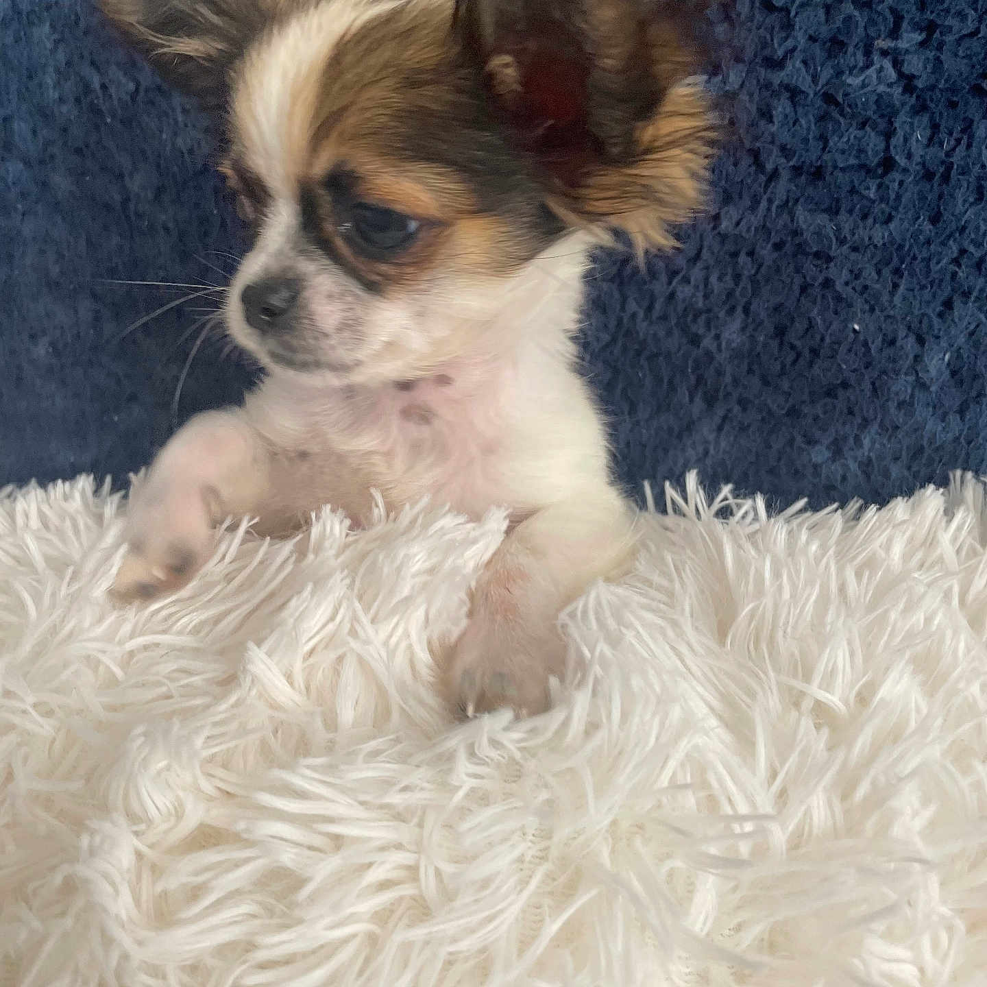 Oreo joined the competition — help win amazing prizes! animal, blanket, bulldog, canine, chihuahua, cockerspaniel, dog, papillon, pet, puppy, terrier