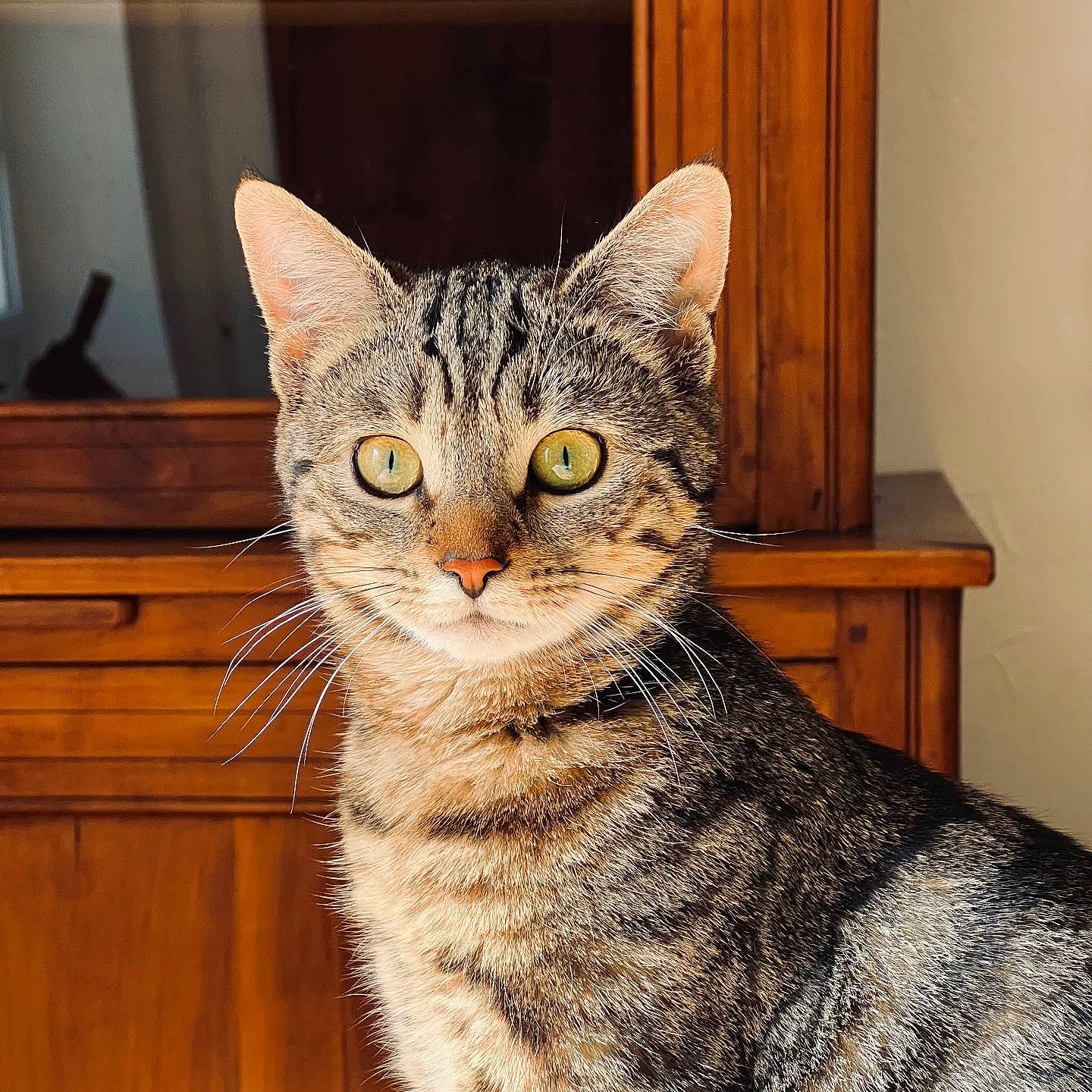 Vaiana a rejoint le concours — aidez-le/la à gagner de superbes lots ! abyssinian, animal, bookcase, cat, closet, cupboard, drawer, egyptiancat, furniture, hardwood, indoors, interiordesign, kitten, manx, pet, plywood, shelf, stainedwood, wood
