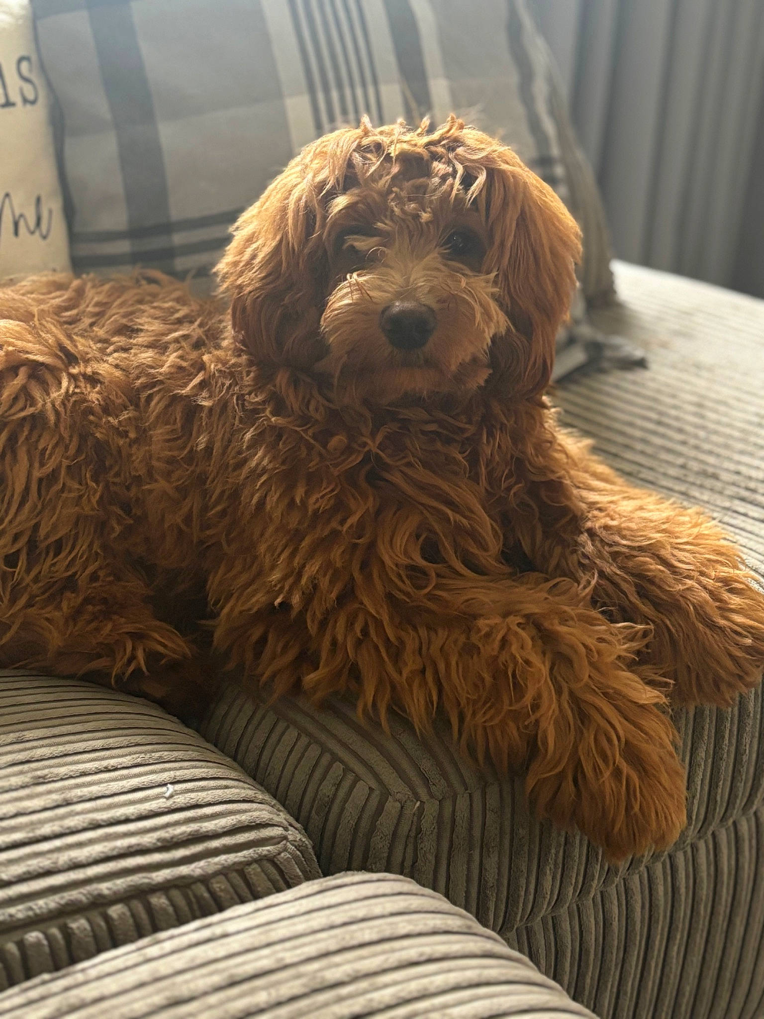 Wally joined the competition — help win amazing prizes! canidae, carnivore, companion_dog, dog, dog_breed, fawn, fur, goldendoodle, labradoodle, liver, poodle_crossbreed, snout, spaniel, sporting_group, terrestrial_animal, terrier, toy_dog, water_dog, wood, working_animal