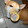 Simba participe au concours pour gagner de l'argent avec cette photo : dog, plastic_container, tile_floor, wooden_chair_leg, pet, indoor, mischief, snout, curious, brown_dog, small_dog, canine, domestic_animal, floor_tile, household, looking_up, caught_in_action, close_up, animal, funny_pet