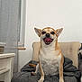 Simba participe au concours pour gagner de l'argent avec cette photo : blanket, canine, chair, companion, cozy, curtain, cute, dog, domestic_animal, furniture, happy, home, indoor, neutral_colors, pet, sitting, small_dog, smiling, tongue_out, window