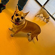 Simba a rejoint le concours — aidez-le/la à gagner de superbes lots ! dog, chihuahua, pet, indoor, floor, person, shoes, yellow_floor, happy, tongue_out, small_dog, collar, light, window, background_dog, sniffing, legs, casual, playful, companion