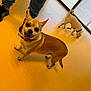 dog, chihuahua, pet, indoor, floor, person, shoes, yellow_floor, happy, tongue_out, small_dog, collar, light, window, background_dog, sniffing, legs, casual, playful, companion