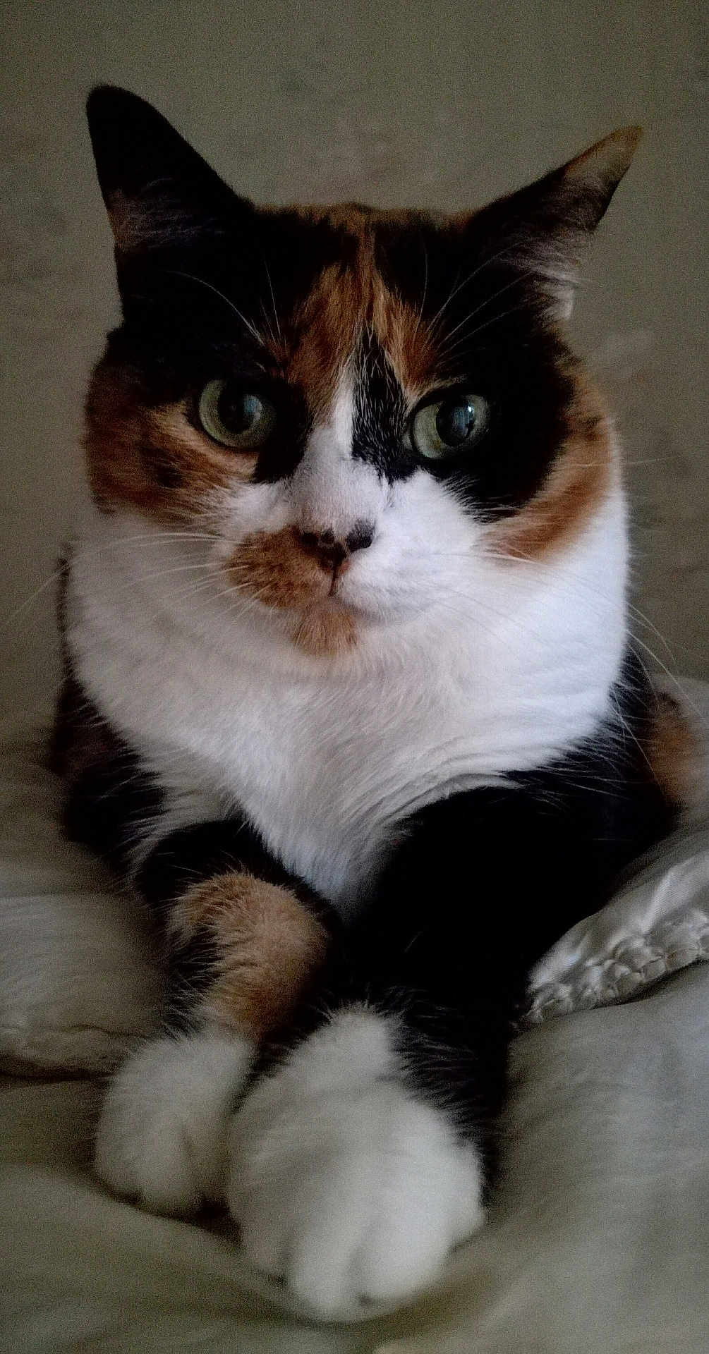 Nika a rejoint le concours — aidez-le/la à gagner de superbes lots ! cat, calico, pet, animal, feline, close_up, green_eyes, fur, paws, sitting, indoor, soft_lighting, whiskers, portrait, cute, domestic_animal, calm, resting, bed, furry