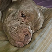 Prince is registered to the contest to win money with this photo: dog, close_up, resting, sleepy, fur, wrinkles, pillow, striped, indoor, relaxed, pet, canine, head, face, animal, companion, soft_light, texture, cute, domestic