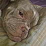 dog, close_up, resting, sleepy, fur, wrinkles, pillow, striped, indoor, relaxed, pet, canine, head, face, animal, companion, soft_light, texture, cute, domestic