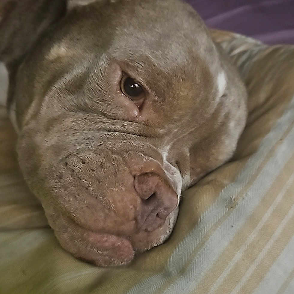 Prince is registered to the contest to win money with this photo: animal, canine, close_up, companion, cute, dog, domestic, face, fur, head, indoor, pet, pillow, relaxed, resting, sleepy, soft_light, striped, texture, wrinkles