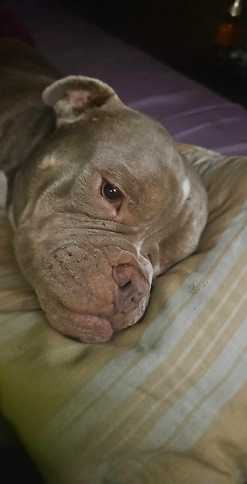 Prince is registered to the contest to win money with this photo: dog, close_up, resting, sleepy, fur, wrinkles, pillow, striped, indoor, relaxed, pet, canine, head, face, animal, companion, soft_light, texture, cute, domestic