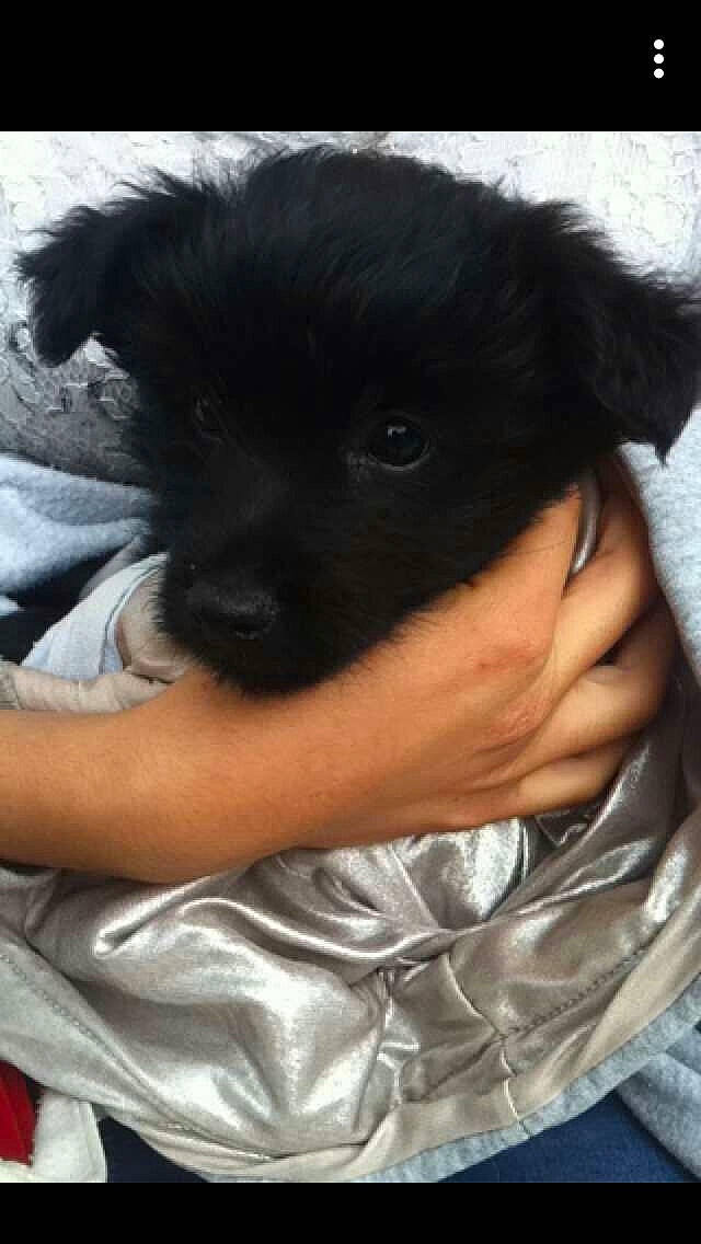 Rocky a rejoint le concours — aidez-le/la à gagner de superbes lots ! canidae, carnivore, companion_dog, dog, dog_breed, mammal, non_sporting_group, puppy, rare_breed_dog, sporting_group, vertebrate