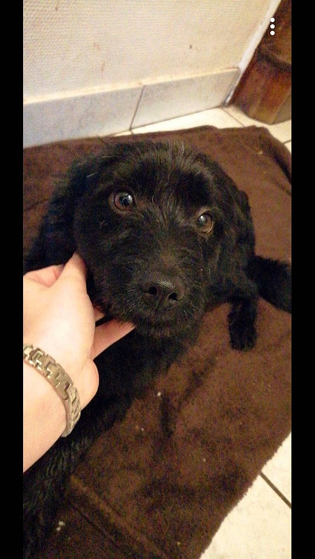 Rocky participe au concours pour gagner de l'argent avec cette photo : canidae, carnivore, cockapoo, dog, dog_breed, labradoodle, mammal, portuguese_water_dog, puppy, rare_breed_dog, schnoodle, spaniel, sporting_group, vertebrate