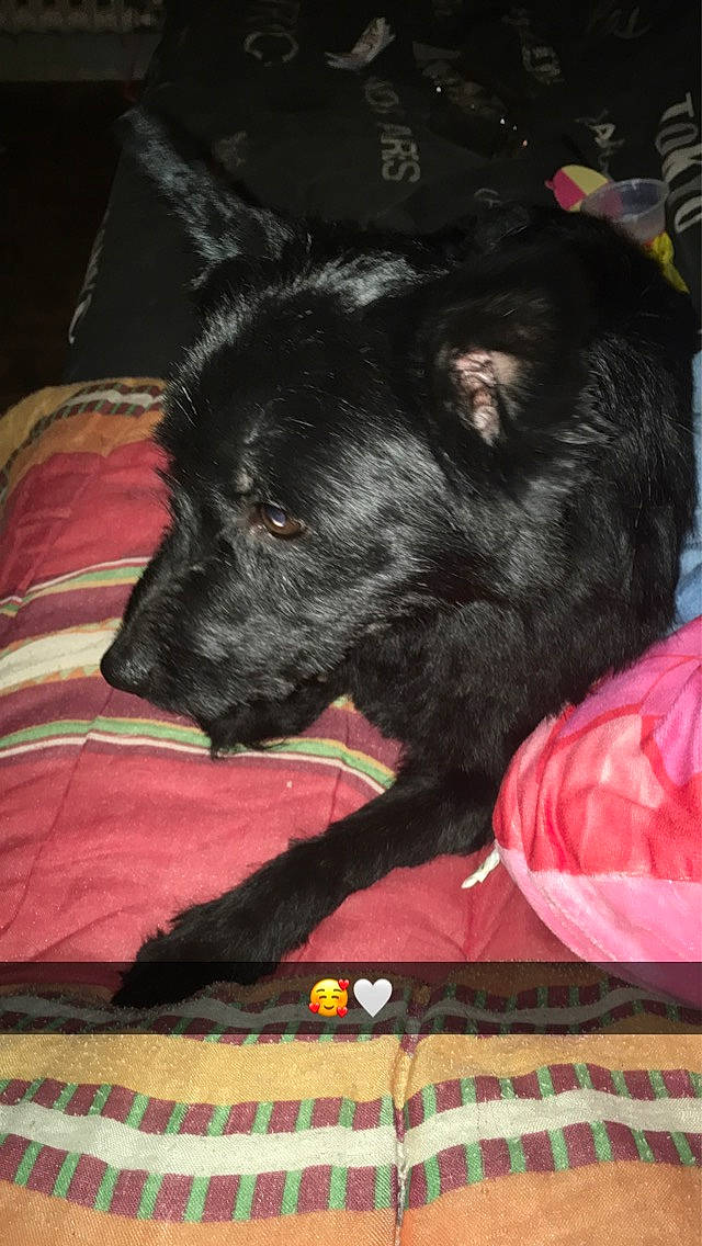 Rocky participe au concours pour gagner de l'argent avec cette photo : canidae, carnivore, dog, dog_breed, mammal, non_sporting_group, puppy, schipperke, snout, sporting_group, vertebrate