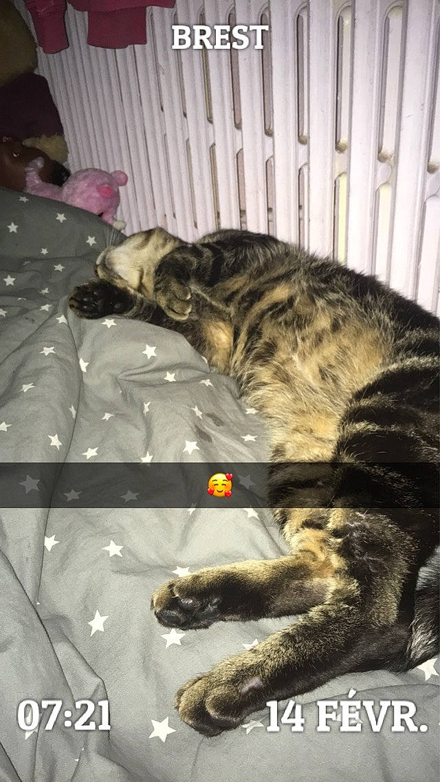 Tigrou a rejoint le concours — aidez-le/la à gagner de superbes lots ! canidae, carnivore, cat, cimarron_uruguayo, dog, dog_breed, felidae, fila_brasileiro, guard_dog, mammal, perro_de_presa_canario