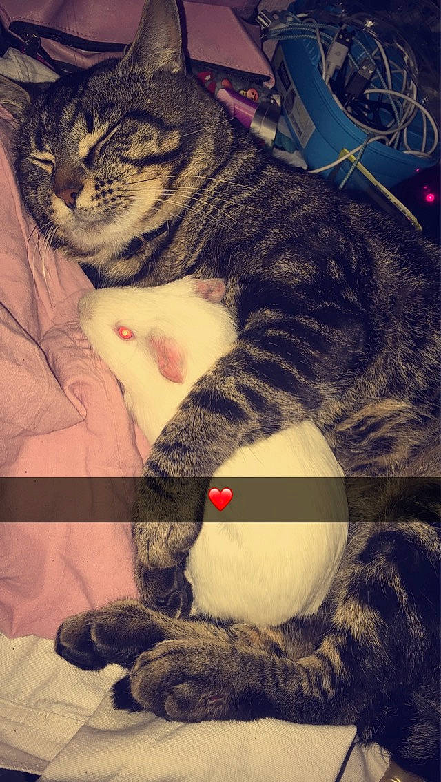 Tigrou participe au concours pour gagner de l'argent avec cette photo : american_shorthair, asian, california_spangled, carnivore, cat, domestic_short_haired_cat, dragon_li, egyptian_mau, european_shorthair, felidae, fur, mammal, paw, pixie_bob, small_to_medium_sized_cats, snout, tabby_cat, tail, whiskers, wild_cat