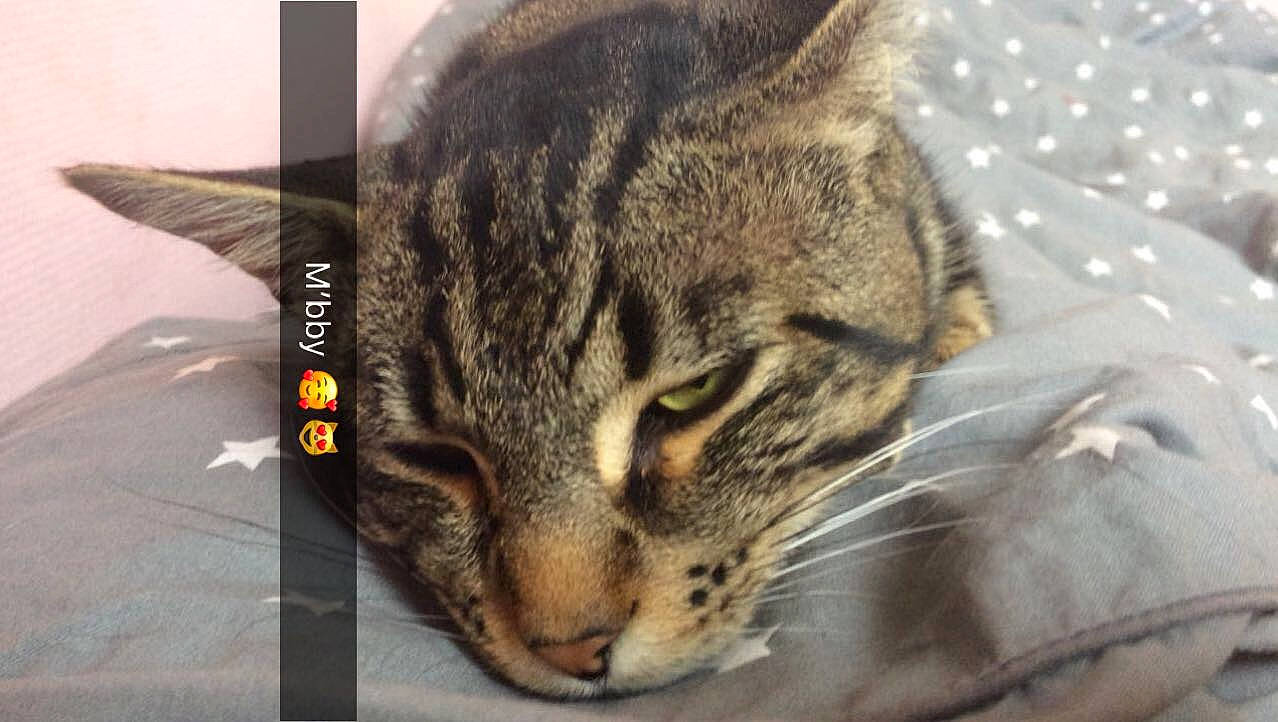 Tigrou participe au concours pour gagner de l'argent avec cette photo : american_shorthair, asian, australian_mist, bengal, california_spangled, carnivore, cat, domestic_short_haired_cat, dragon_li, european_shorthair, felidae, kitten, mammal, ocicat, pixie_bob, small_to_medium_sized_cats, snout, tabby_cat, whiskers, wild_cat