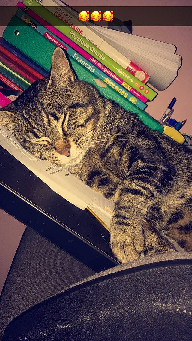 Tigrou a rejoint le concours — aidez-le/la à gagner de superbes lots ! american_shorthair, asian, california_spangled, carnivore, cat, domestic_short_haired_cat, dragon_li, european_shorthair, eye, felidae, fur, kitten, nap, pixie_bob, sleep, small_to_medium_sized_cats, tabby_cat, toyger, whiskers, wild_cat