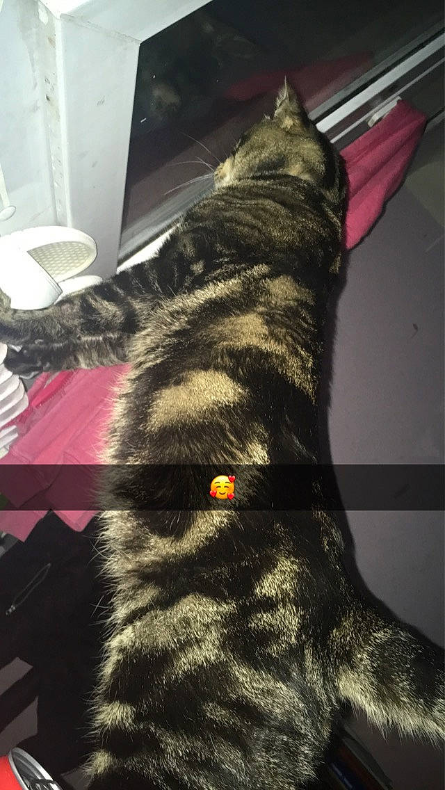 Tigrou participe au concours pour gagner de l'argent avec cette photo : canidae, carnivore, cat, dog, dog_breed, dutch_shepherd_dog, felidae, fur, guard_dog, small_to_medium_sized_cats, sporting_group, tabby_cat, tail, whiskers