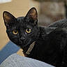 Spooky B Anthony joined the competition — help win amazing prizes! animal, black_cat, cat, close_up, collar, curious, cute, domestic_cat, feline, focused, fur, indoor, looking, mammal, pet, portrait, sitting, soft_background, whiskers, yellow_eyes