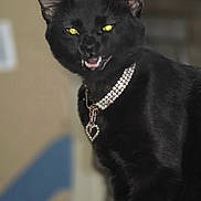 Spooky B Anthony joined the competition — help win amazing prizes! animal, animal_portrait, black_cat, cat, close_up, collar, cute, domestic_cat, fangs, feline, fur, glowing_eyes, indoor, indoor_lighting, jewelry, mystical, pet, portrait, whiskers, yellow_eyes