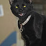 animal, animal_portrait, black_cat, cat, close_up, collar, cute, domestic_cat, fangs, feline, fur, glowing_eyes, indoor, indoor_lighting, jewelry, mystical, pet, portrait, whiskers, yellow_eyes