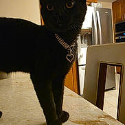 Spooky B Anthony is registered to the contest to win money with this photo: cat, black_cat, kitten, pet, collar, necklace, heart_charm, kitchen, countertop, refrigerator, chair, indoor, portrait, whiskers, paws, table, curious, eyes, domestic_animal, evening_lighting