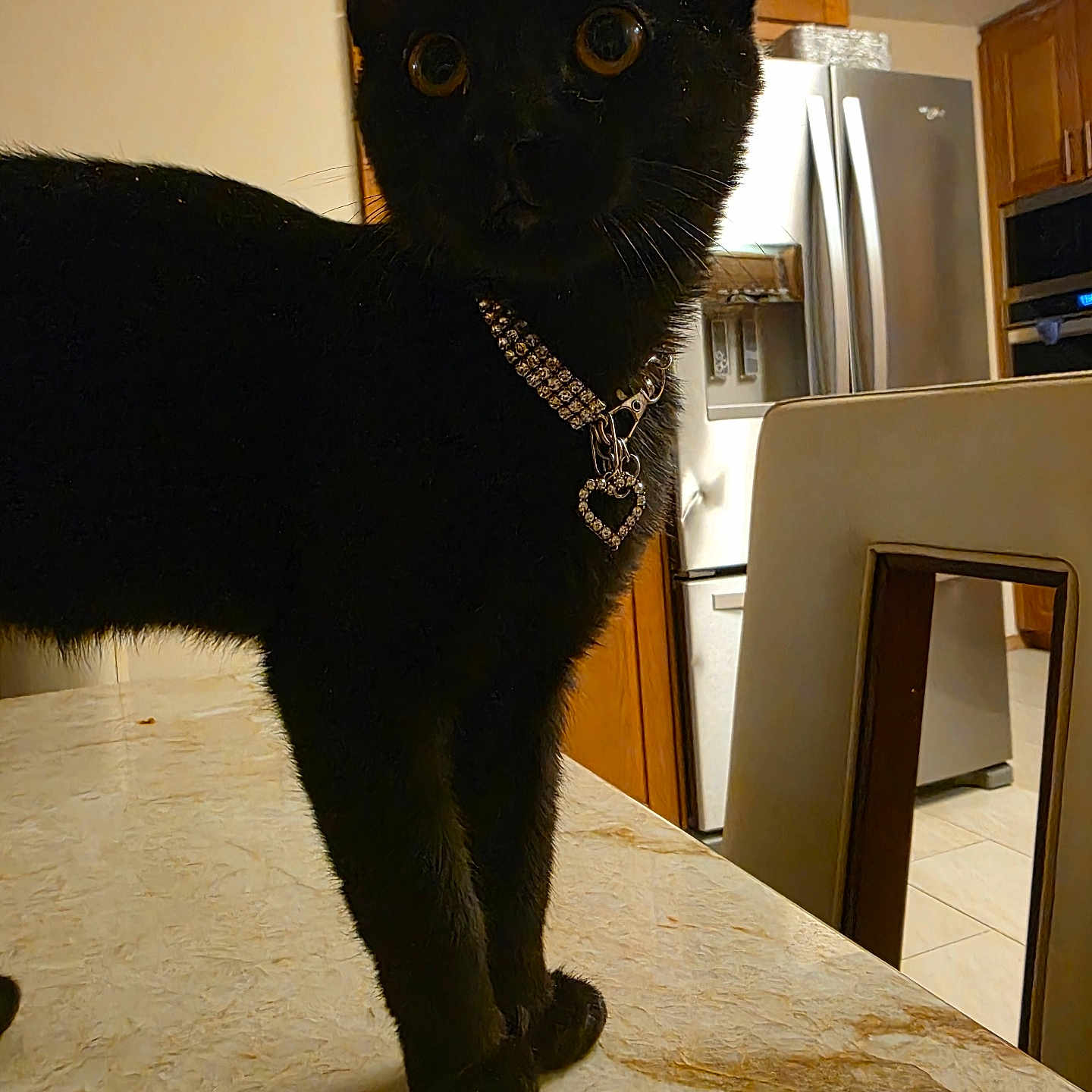 Spooky B Anthony is registered to the contest to win money with this photo: black_cat, cat, chair, collar, countertop, curious, domestic_animal, evening_lighting, eyes, heart_charm, indoor, kitchen, kitten, necklace, paws, pet, portrait, refrigerator, table, whiskers