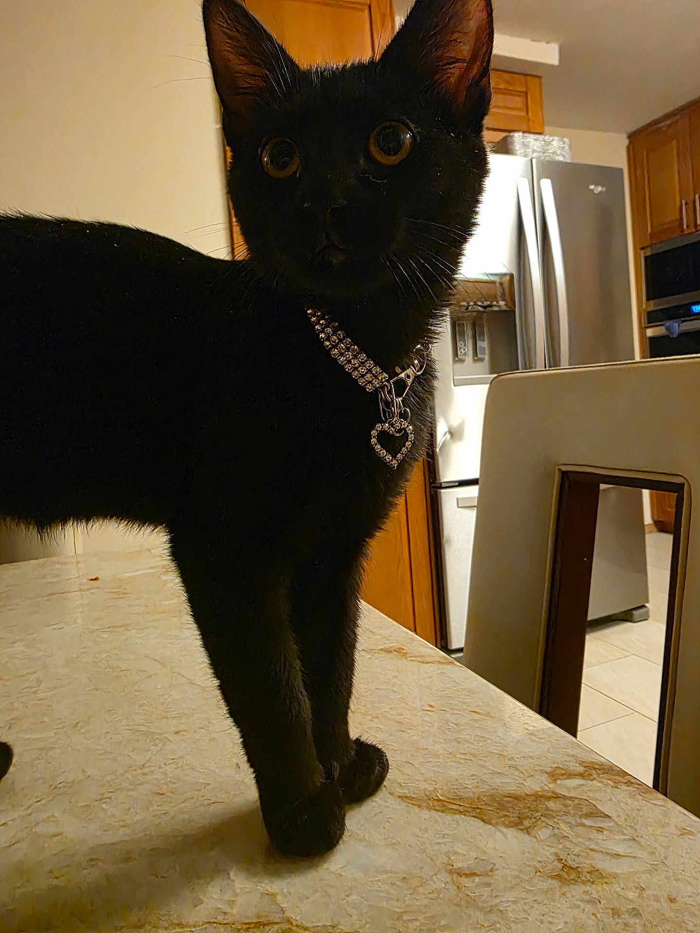 Spooky B Anthony is registered to the contest to win money with this photo: cat, black_cat, kitten, pet, collar, necklace, heart_charm, kitchen, countertop, refrigerator, chair, indoor, portrait, whiskers, paws, table, curious, eyes, domestic_animal, evening_lighting