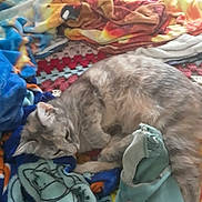 Mistinguette a rejoint le concours — aidez-le/la à gagner de superbes lots ! cat, blanket, fabric, bedspread, sleeping, cozy, colorful, indoor, feline, resting, soft, pattern, texture, pet, animal, comfort, domestic, laying_down, striped, fur