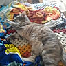 Mistinguette a rejoint le concours — aidez-le/la à gagner de superbes lots ! cat, blanket, colorful, pattern, indoor, cozy, stretching, feline, bed, fabric, soft, resting, animal, pet, fur, relaxed, home, comfort, multicolor, textile