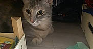 Mistinguette a rejoint le concours — aidez-le/la à gagner de superbes lots ! cat, feline, animal, pet, indoor, curious, box, storage, clutter, floor, ears, eyes, whiskers, tabby, cute, alert, quiet, hidden, dim_light, resting