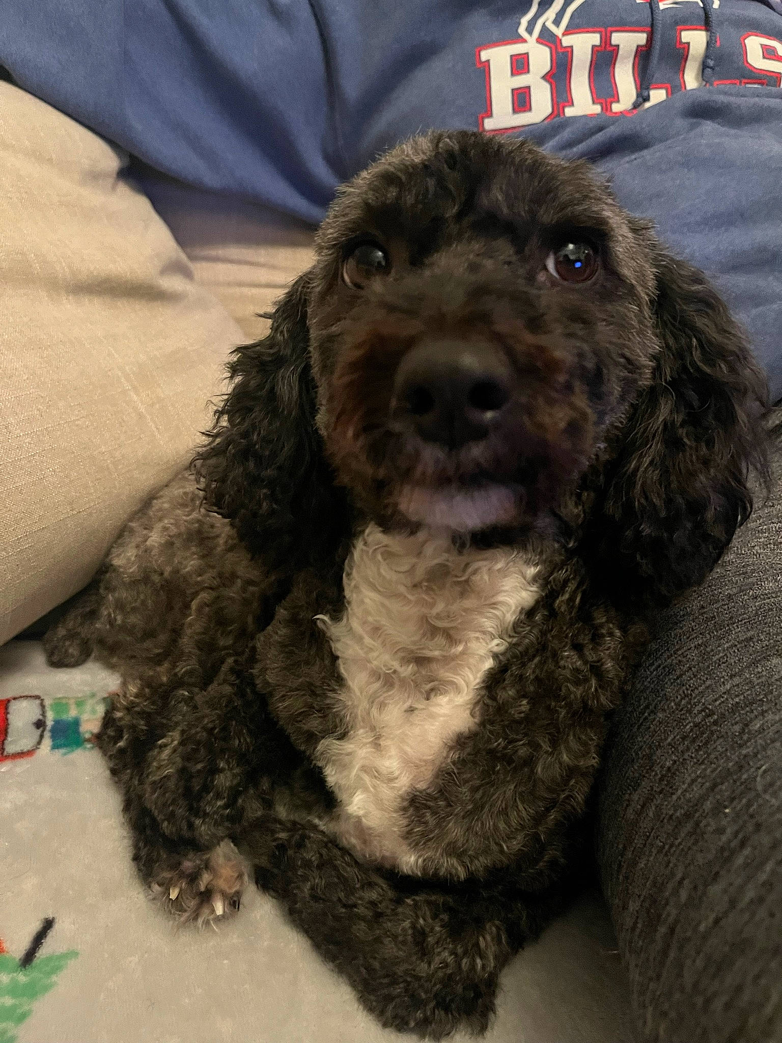 Ruby is registered to the contest to win money with this photo: canidae, carnivore, cocker_spaniel, companion_dog, dog, dog_breed, dog_collar, fur, hat, hunting_dog, liver, long_sleeved_t_shirt, snout, spaniel, sporting_group, terrestrial_animal, water_dog, working_animal