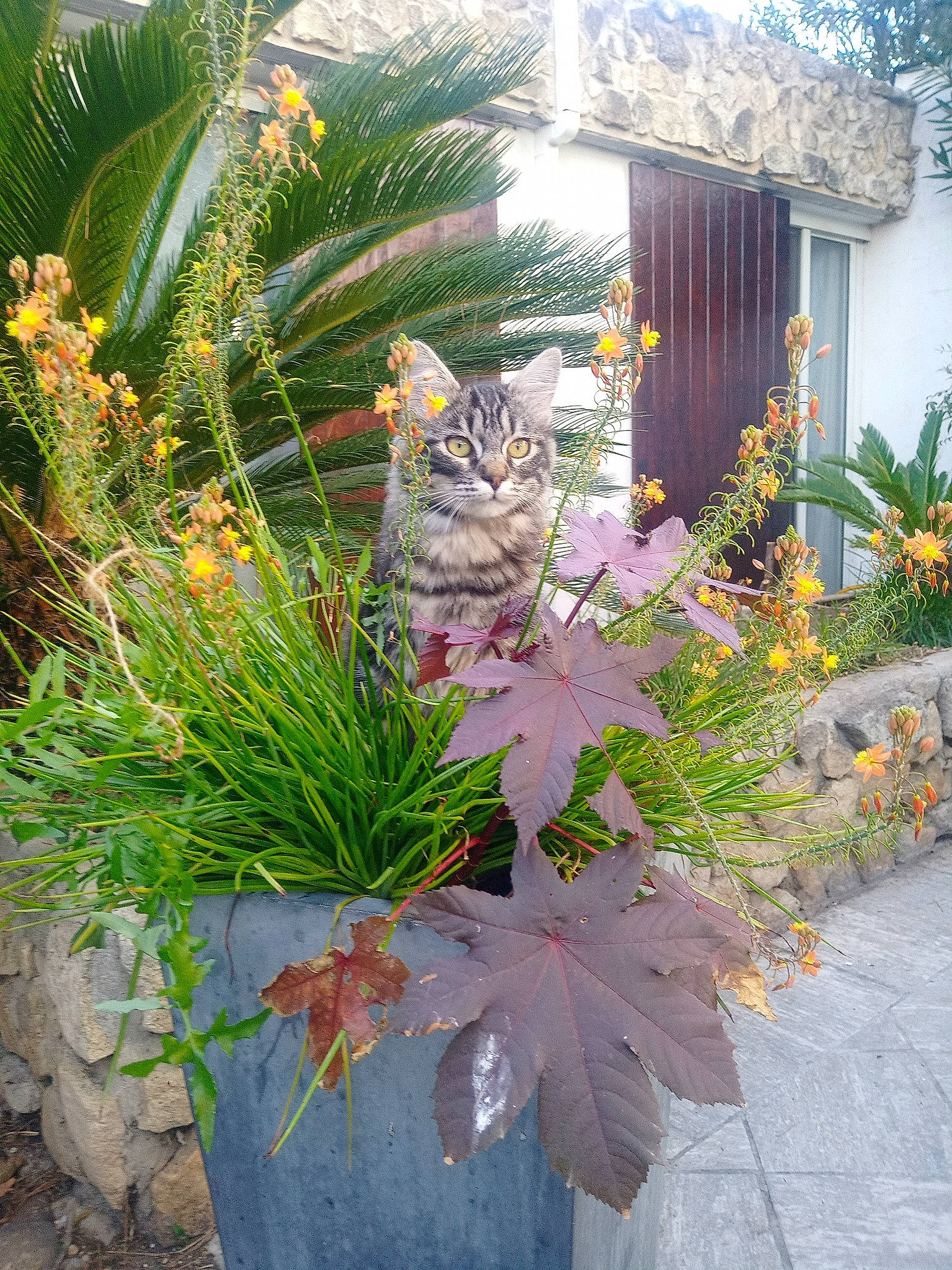 Cola a rejoint le concours — aidez-le/la à gagner de superbes lots ! annual_plant, carnivore, cat, felidae, flower, flowering_plant, flowerpot, garden, grass, groundcover, landscape, landscaping, leaf, plant, road_surface, shrub, small_to_medium_sized_cats, terrestrial_plant, whiskers, window