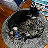 cat, tabby_cat, black_and_white_cat, pet_bed, sleeping, collar, indoor, wooden_floor, household_items, box, cinnabon, food_packaging, cozy, resting, feline, domestic_animal, two_animals, fur, animal_bed, cute