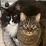 cat, tuxedo_cat, tabby_cat, pet_bed, indoor, cozy, feline, whiskers, green_eyes, fur, cute, domestic_animal, companions, resting, close_up, animal_portrait, two_cats, curious, cute_pets, house_pet