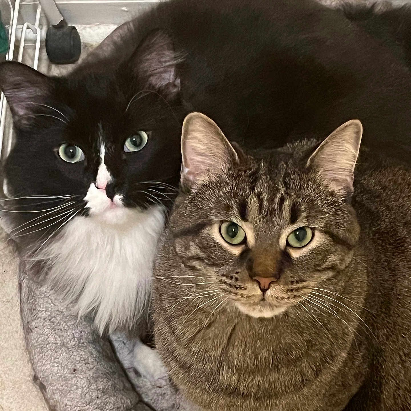 Harvey Jess joined the competition — help win amazing prizes! cat, tuxedo_cat, tabby_cat, pet_bed, indoor, cozy, feline, whiskers, green_eyes, fur, cute, domestic_animal, companions, resting, close_up, animal_portrait, two_cats, curious, cute_pets, house_pet
