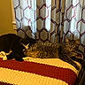 Harvey Jess joined the competition — help win amazing prizes! cat, cats, sleeping, resting, blanket, knitted_blanket, striped_blanket, curtain, patterned_curtain, indoor, cozy, feline, pet, tabby_cat, black_and_white_cat, relaxing, animal, domestic_animal, fur, bed