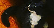 Harvey Jess joined the competition — help win amazing prizes! cat, kitten, black_and_white, green_eyes, wooden_floor, pet, animal, fur, whiskers, cute, indoor, curious, small, young, domestic_cat, paws, sitting, looking, feline, adorable