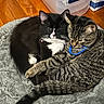 cat, cats, tabby_cat, black_and_white_cat, pet, animal, feline, snuggling, cozy, blanket, indoor, floor, wooden_floor, resting, sleepy, cute, domestic_animal, fur, collar, companion