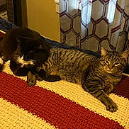 Harvey Jess joined the competition — help win amazing prizes! cat, tabby_cat, black_and_white_cat, knitted_blanket, striped_blanket, indoor, cozy, resting, feline, pet, curtains, patterned_curtains, yellow_wall, bed, relaxed, sleeping_cat, domestic_animal, fur, whiskers, paws
