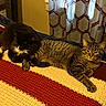 cat, tabby_cat, black_and_white_cat, knitted_blanket, striped_blanket, indoor, cozy, resting, feline, pet, curtains, patterned_curtains, yellow_wall, bed, relaxed, sleeping_cat, domestic_animal, fur, whiskers, paws