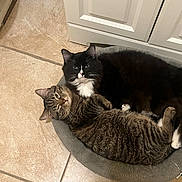 Harvey And Jess joined the competition — help win amazing prizes! animals, bathroom, black_and_white, cat, cat_bed, cats, cozy, cuddling, feline, indoor, lounging, pet, relaxed, sleeping, striped_fur, tabby_cat, tile_floor, tuxedo_cat, whiskers, white_cabinets