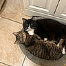 animals, bathroom, black_and_white, cat, cat_bed, cats, cozy, cuddling, feline, indoor, lounging, pet, relaxed, sleeping, striped_fur, tabby_cat, tile_floor, tuxedo_cat, whiskers, white_cabinets