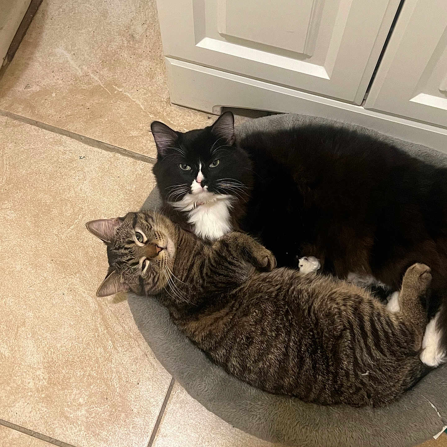 Harvey And Jess