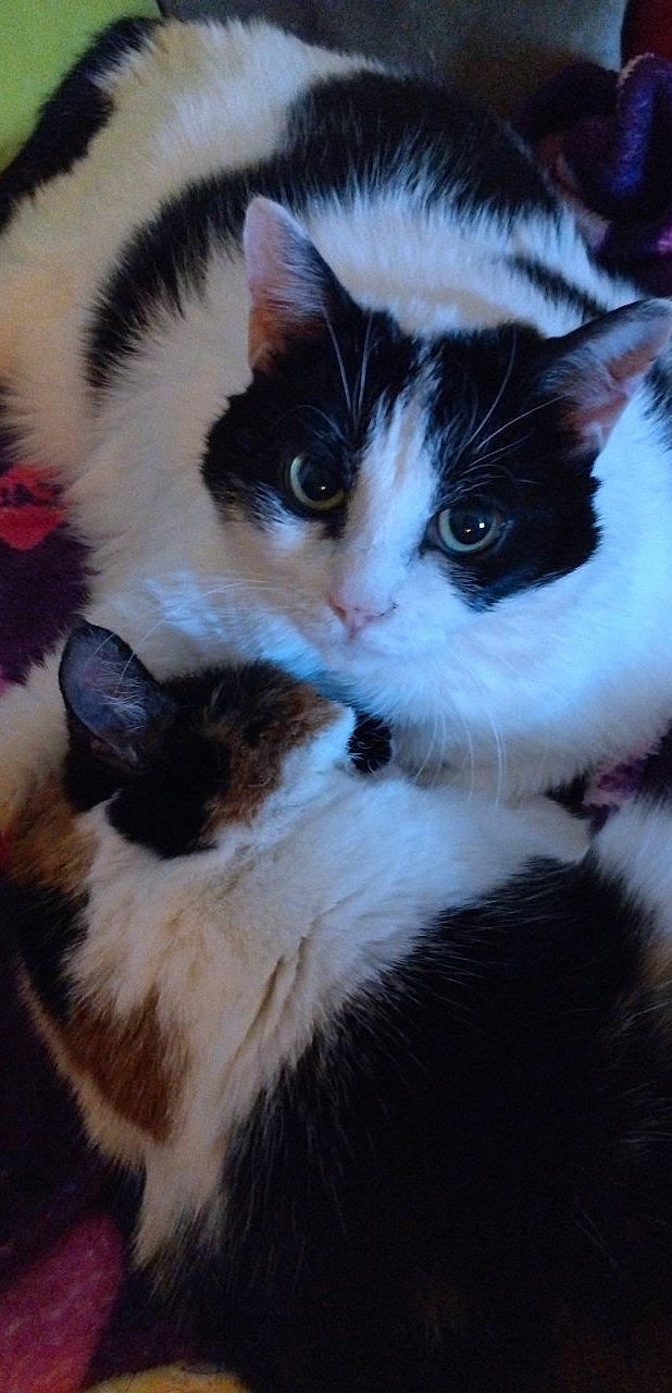 Choupette a rejoint le concours — aidez-le/la à gagner de superbes lots ! carnivore, cat, claw, comfort, domestic_short_haired_cat, eye, felidae, fur, iris, paw, plant, small_to_medium_sized_cats, snout, tail, tree, whiskers, wood